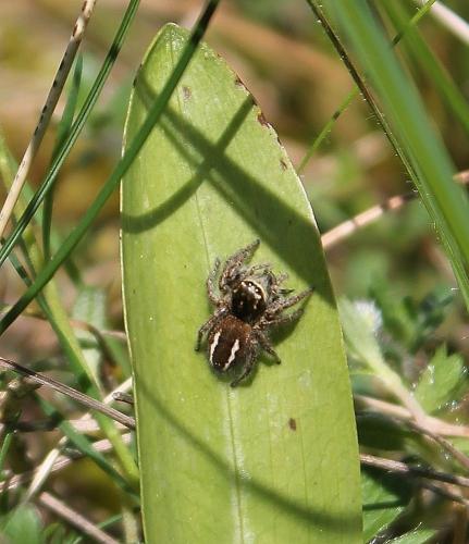 Philaeus chrysops
